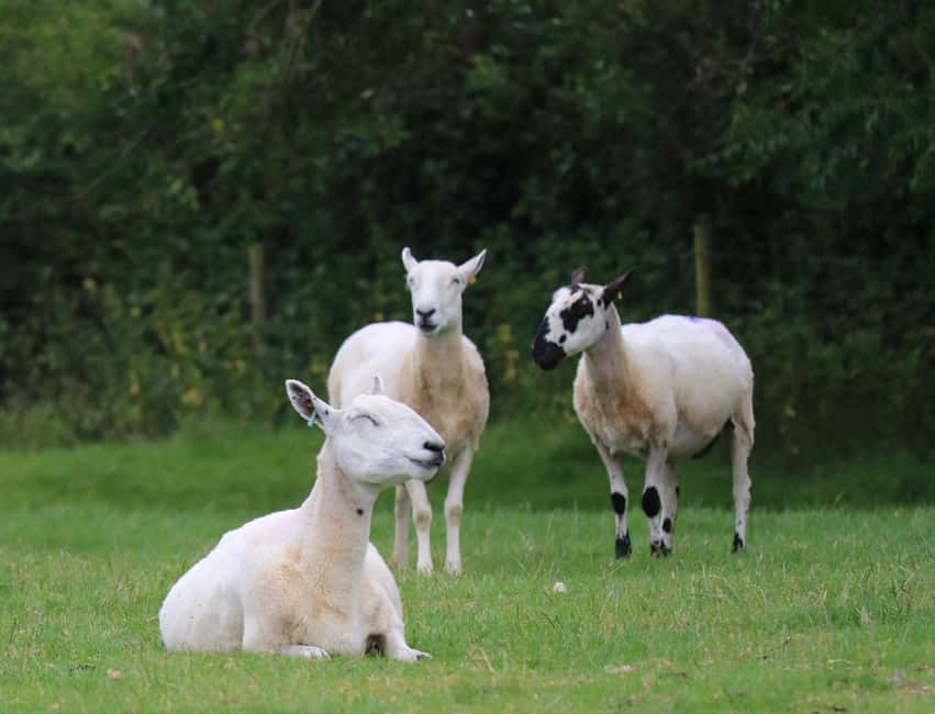 London: Full Day Cotswolds Tour with Shakespeare's Stratford - The minibus ride: comfort, group limits, and how to use the day