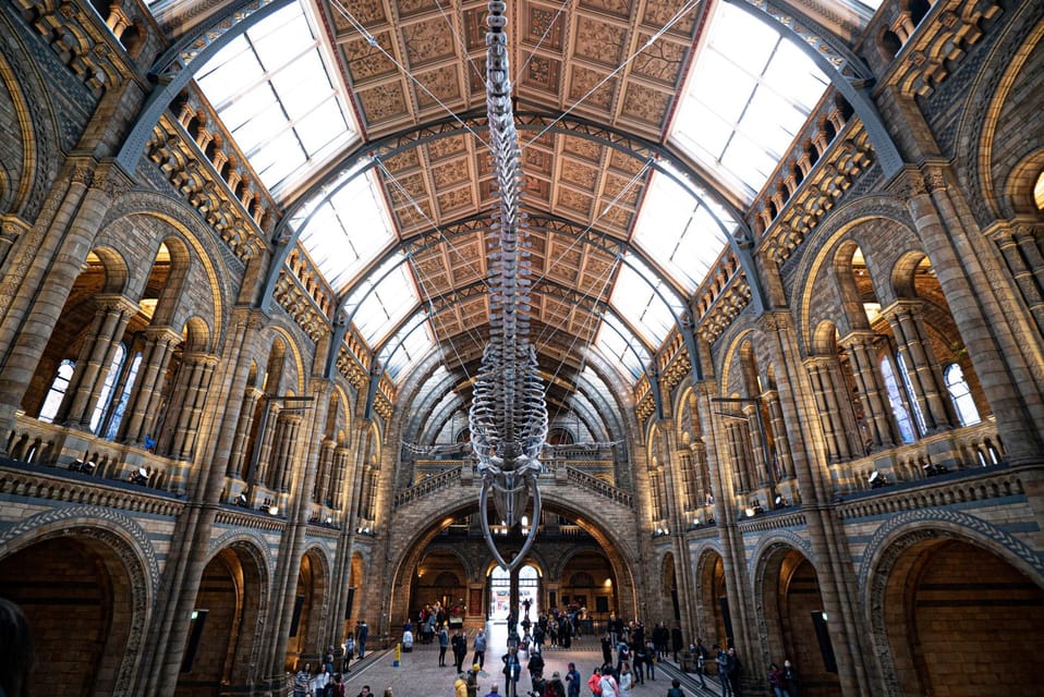London: Guided Tour of the Natural History Museum - Marine Life and the blue whale skeleton you won’t forget