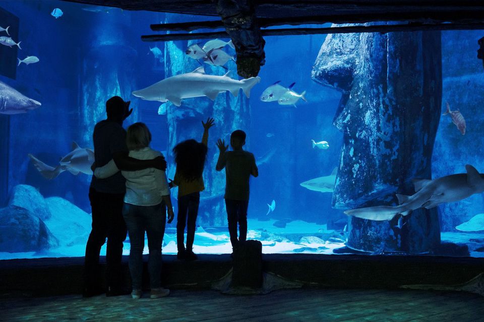 London: Madame Tussauds, London Eye & SEA LIFE Combo Ticket - SEA LIFE London: 14 zones, sharks, turtles, and photo moments