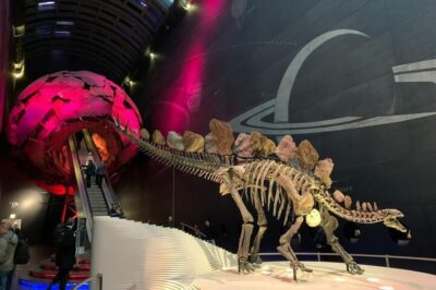 London: Natural History Museum Private Tour & Skip the line - Dinosaurs and fossil stars: what you’ll see in the museum’s “main hits”