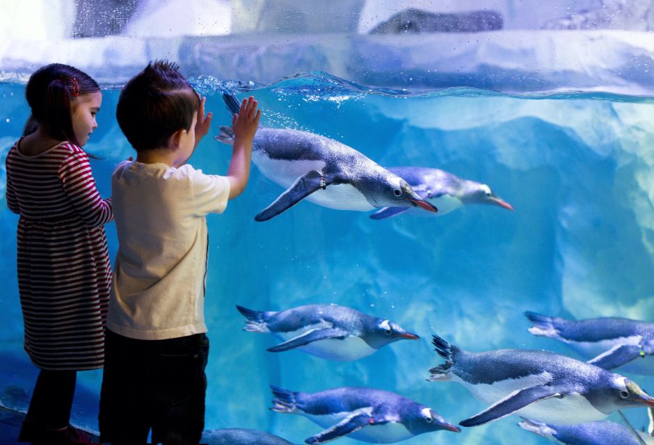 London: SEA LIFE & London Eye Combo Ticket - The Main Trade-Offs: Crowds, Booking Glitches, and View Obstructions