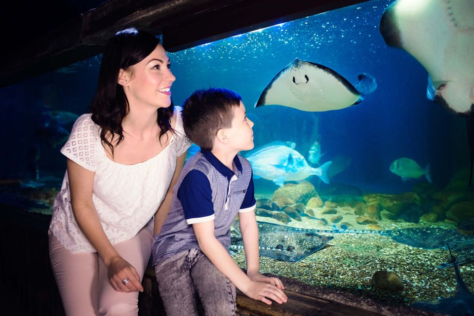 London: SEA LIFE & London Eye Combo Ticket - How to Plan Your South Bank Day Without Rushing